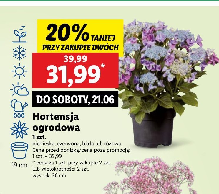 Hortensja ogrodowa różowa promocja w Lidl