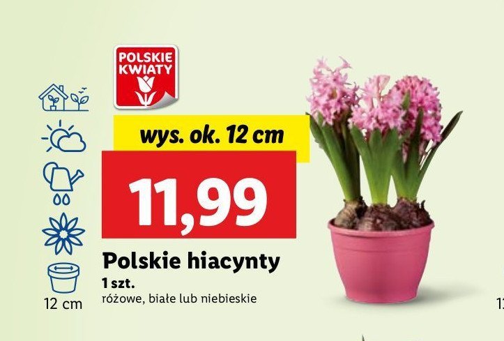 Hiacynt 12 cm niebieski promocja