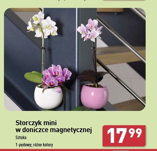 Storczyk mini promocja