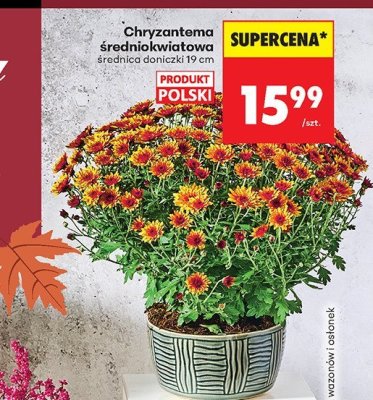 Chryzantema promocja w Biedronka