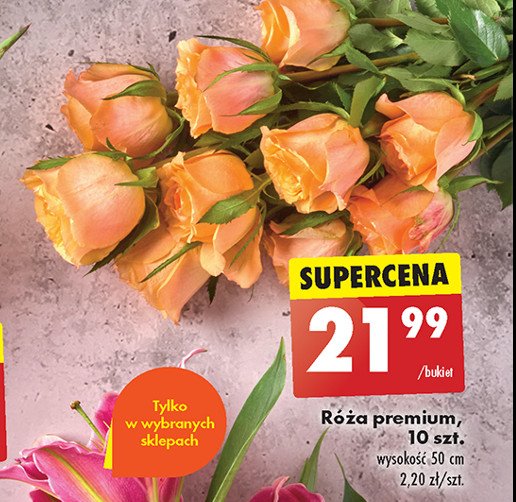 Róże premium 50 cm promocja w Biedronka