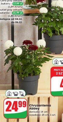 Chryzantema Abbey 14 cm promocja w Dino