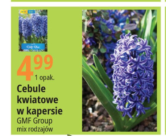 Cebule kwiatowe w kapersie Gmf group promocja