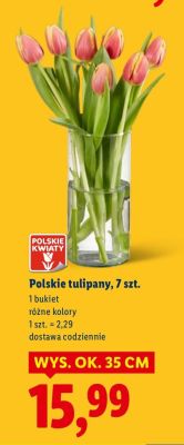 Polskie tulipany promocja w Lidl