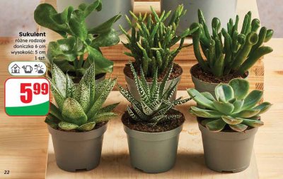 Sukulent różne rodzaje doniczka 6 cm wysokość: 5 cm promocja w Dino