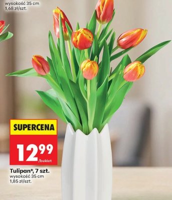 Tulipan, 7 szt. promocja w Biedronka