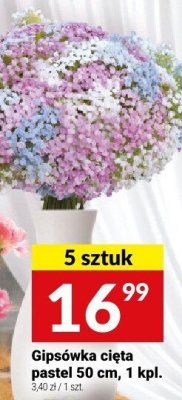 Gipsówka cięta pastel 50 cm, 1 kpl. promocja w Twój Market