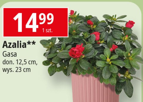 Azalia 12 cm Gasa group promocja w Leclerc