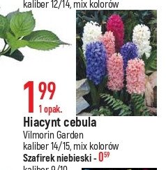 Hiacynt cebula Vilmorin garden promocja