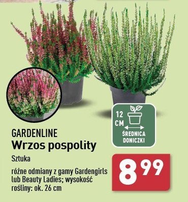 Wrzosiec delikatny 12 cm promocja