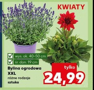 Bylina ogrodowa promocja