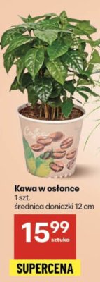 Kawa w osłonce średnica doniczki 12 cm promocja w Delikatesy Centrum