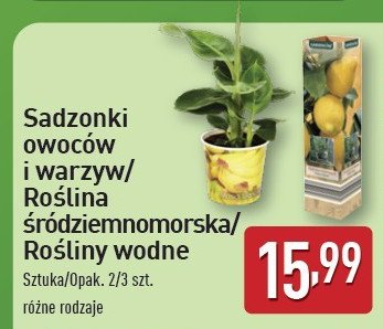 Sadzonka warzyw GARDEN LINE promocja w Aldi