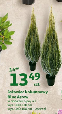 Ja艂owiec kolumnowy blue arrow 100-120 cm promocja