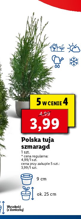 Tuja szmaragd w don. 9 cm promocja