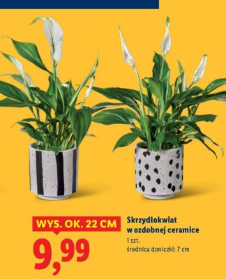 Skrzydłokwiat w ozdobnej ceramice promocja w Lidl