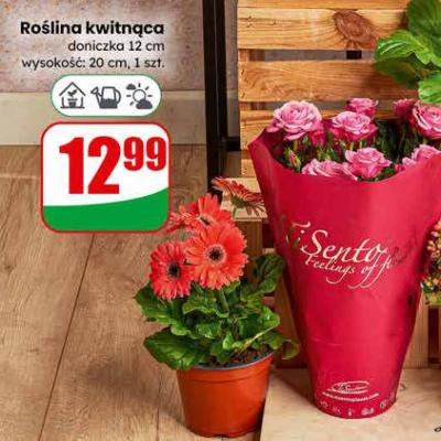 Roślina kwitnąca doniczka 12 cm promocja w Dino
