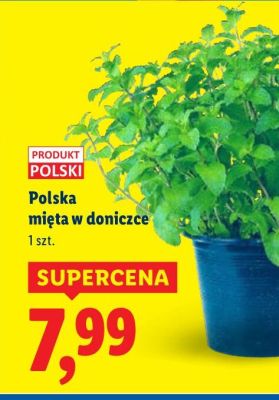 Polska mięta w doniczce promocja w Lidl