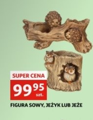 Je偶yk dekoracyjny promocja