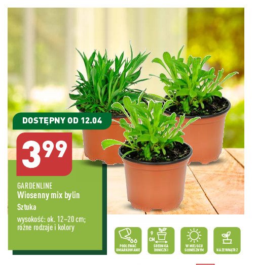 Wiosenny mix bylin GARDEN LINE promocja