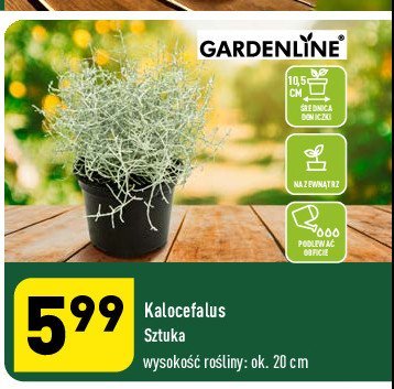 Kalocefalus don. 10.5 cm promocja