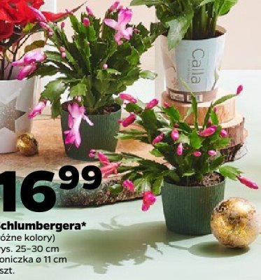 Schlumbergera (różne kolory) promocja w Netto