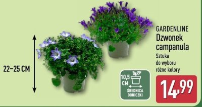 Dzwonek campanula promocja w Aldi