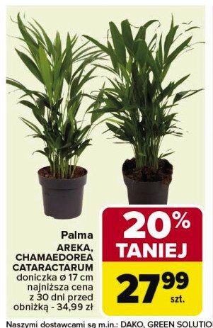 Cataractarum don. 17 cm promocja