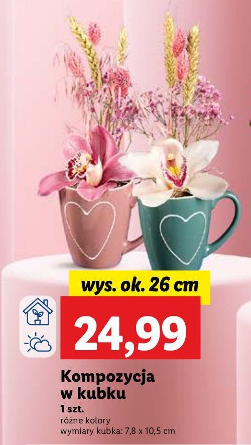 Kompozycja w kubku 26 cm promocja w Lidl