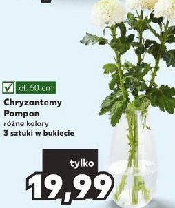 Chryzantemy pompon 50 cm promocja