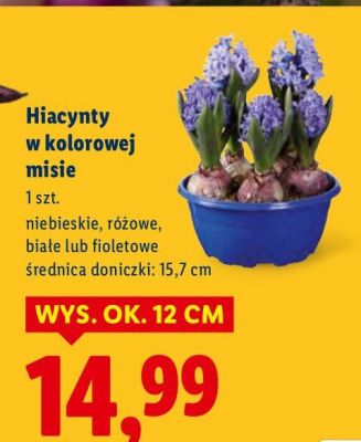 Hiacynty w kolorowej misie promocja w Lidl