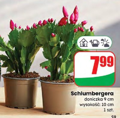 Schlumbergera promocja w Dino