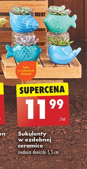 Sukulent w ceramicznej doniczce promocja