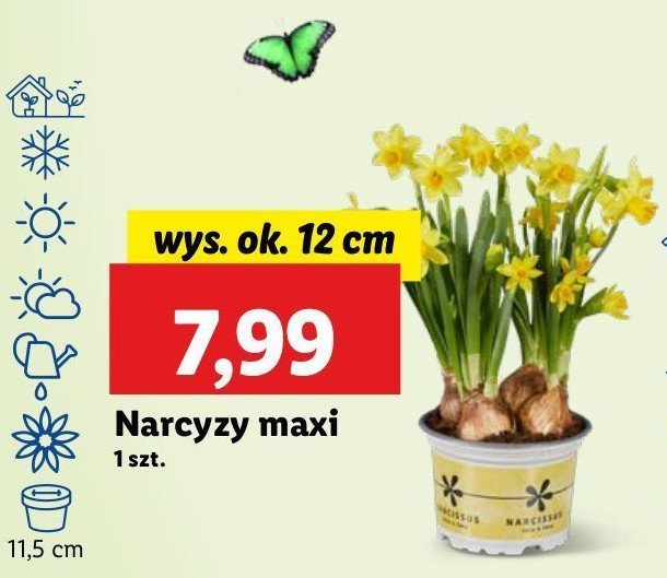 Narcyz 12 cm promocja w Lidl