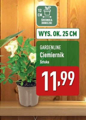 Ciemiernik promocja w Aldi
