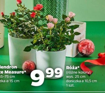 Róża (różne kolory) promocja w Netto