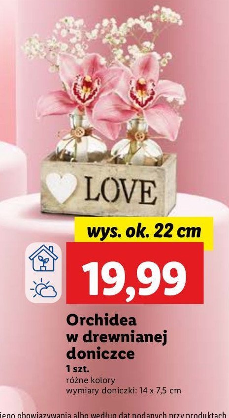 Orchidea w drewnianej doniczce 22 cm promocja