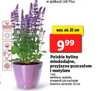 Bylina miododajna promocja