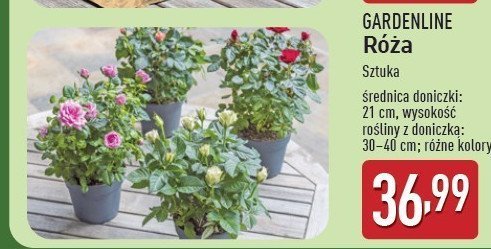 Róża w doniczce GARDEN LINE promocja w Aldi