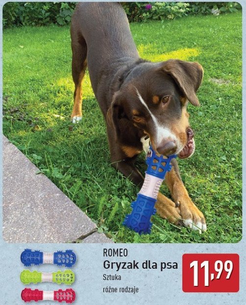 Gryzak dla psa Romeo (karma) promocja
