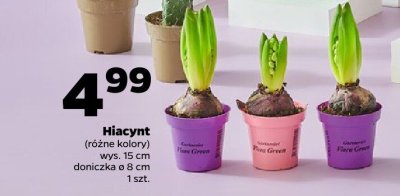 Hiacynt 15 cm, różne rodzaje promocja w Netto