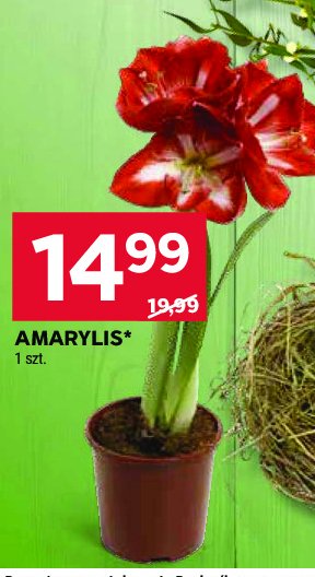 Amarylis promocja w Stokrotka