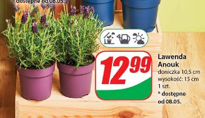 Lawenda anouk 10.5 cm promocja