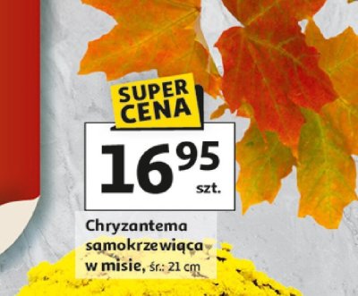 Chryzantema samokrzewiąca w misie, śr. 21 cm promocja w Auchan