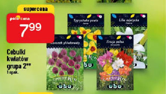 Tygrys贸wka pawia Garderin promocja
