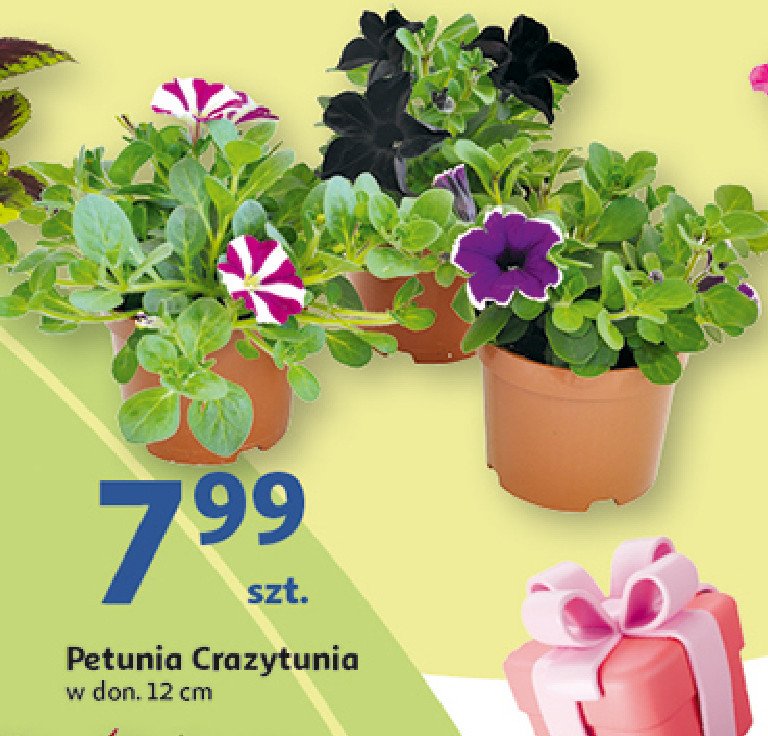 Petunia crazytunia don.12 cm promocja