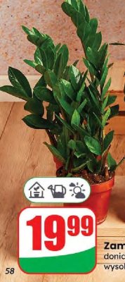 Zamioculcas promocja w Dino