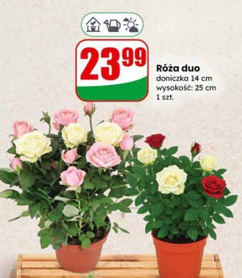 Róża duo doniczka 14 cm promocja w Dino