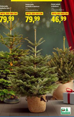 Choinka Polska jodła kaukaska cięta promocja w Lidl