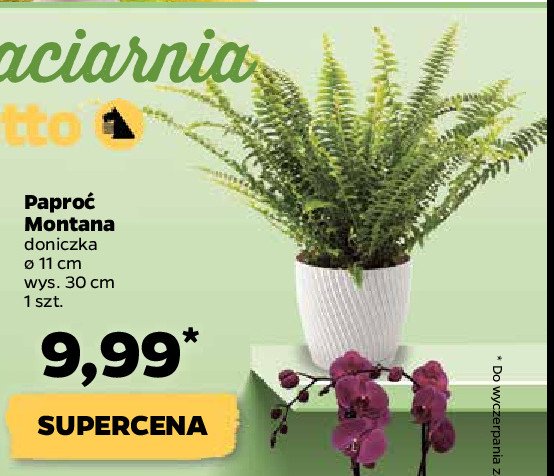 Paproć montana don. 11 cm promocja